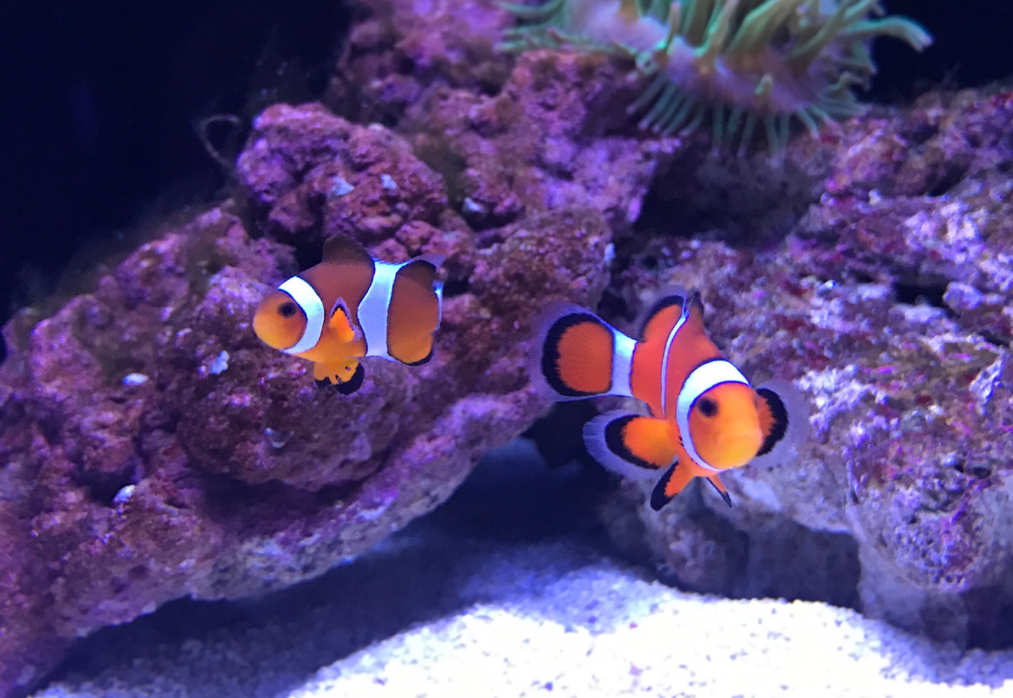すみだ水族館 公式 Auf Twitter 本日よりアクアギャラリーの展示が変わりました 鮮やかなキイロサンゴハゼ や 複雑な模様のニシキテグリなど ポップでキュート というテーマで飼育スタッフが選んだ15種類の魚たちが大集合 T Co Jwnnnzwgdd Twitter
