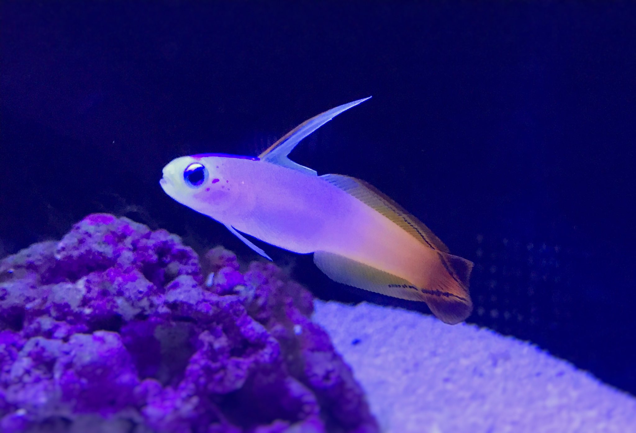 すみだ水族館 公式 Auf Twitter 本日よりアクアギャラリーの展示が変わりました 鮮やかなキイロサンゴハゼ や 複雑な模様のニシキテグリなど ポップでキュート というテーマで飼育スタッフが選んだ15種類の魚たちが大集合 T Co Jwnnnzwgdd Twitter