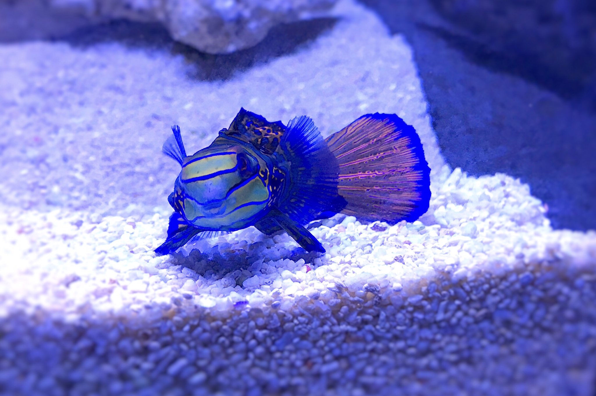 すみだ水族館 公式 Auf Twitter 本日よりアクアギャラリーの展示が変わりました 鮮やかなキイロサンゴハゼ や 複雑な模様のニシキテグリなど ポップでキュート というテーマで飼育スタッフが選んだ15種類の魚たちが大集合 T Co Jwnnnzwgdd Twitter