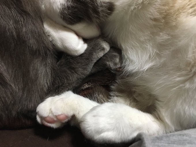 ねこの手足が密集してる部分最高 