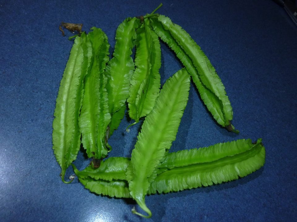 lutajobe's tweet photo. Gympie Styro products delivered our boxes yesterday, sent them home with widgee beans
#rednoodlebeans
#wingedbeans
#butterbeans
#snakebeans https://t.co/8qLFS3ZJby