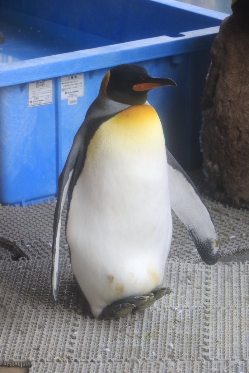ねてま Di Twitter オオサマペンギン寝るときかかと立ちなのあざとすぎるでしょ