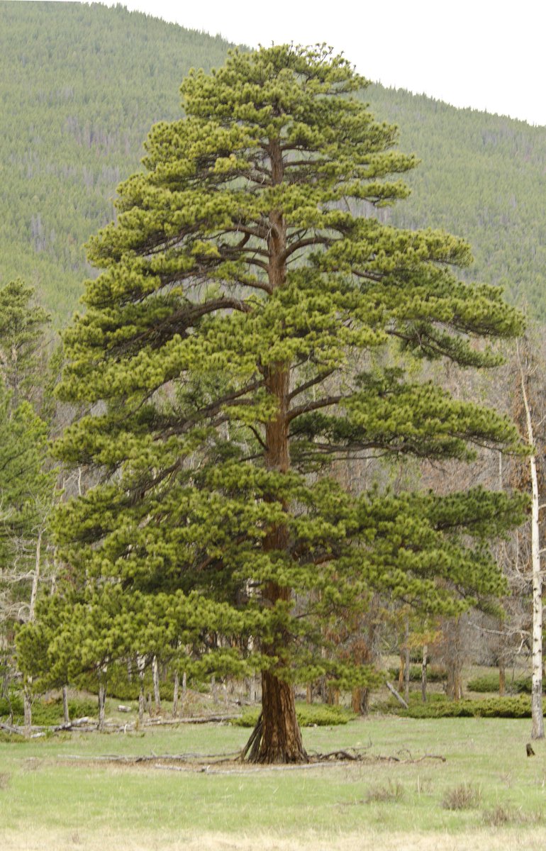 RockyNPS's tweet image. Trees are important! Happy #ArborDay  ks