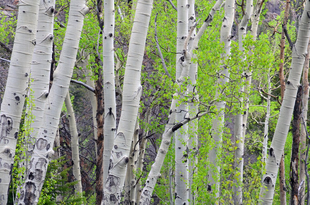 RockyNPS's tweet image. Trees are important! Happy #ArborDay  ks