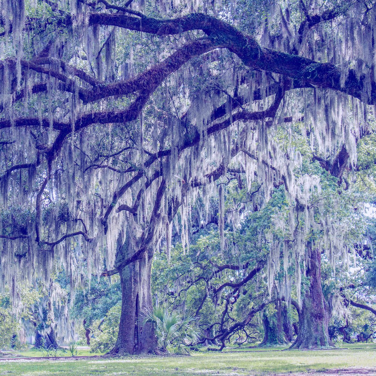 LocalPlantPro's tweet image. Happy Arbor Day! #arborday