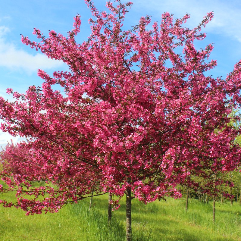 McKayNursery's tweet image. Did you know these surprising facts about #trees? Check-out our infographic... ow.ly/PuQp30bf77E. #ArborDay