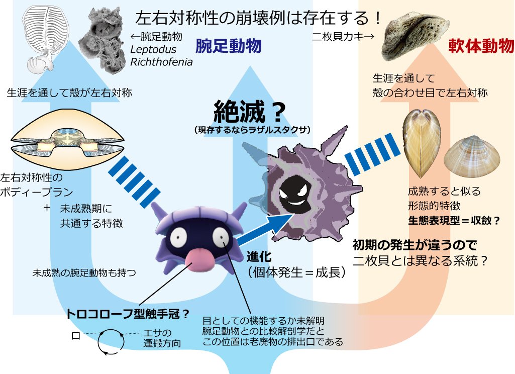 リアルオーキド博士 ポケモンのシェルダーとパルシェンを 古生物学 の観点から研究した結果ｗｗｗｗｗｗ 画像あり