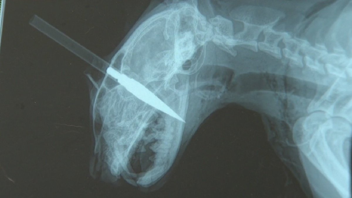 UPDATE: Reward offered after cat found with arrow lodged in head dies.  bit.ly/2ppdg3L https://t.co/pUAWrKuot4
