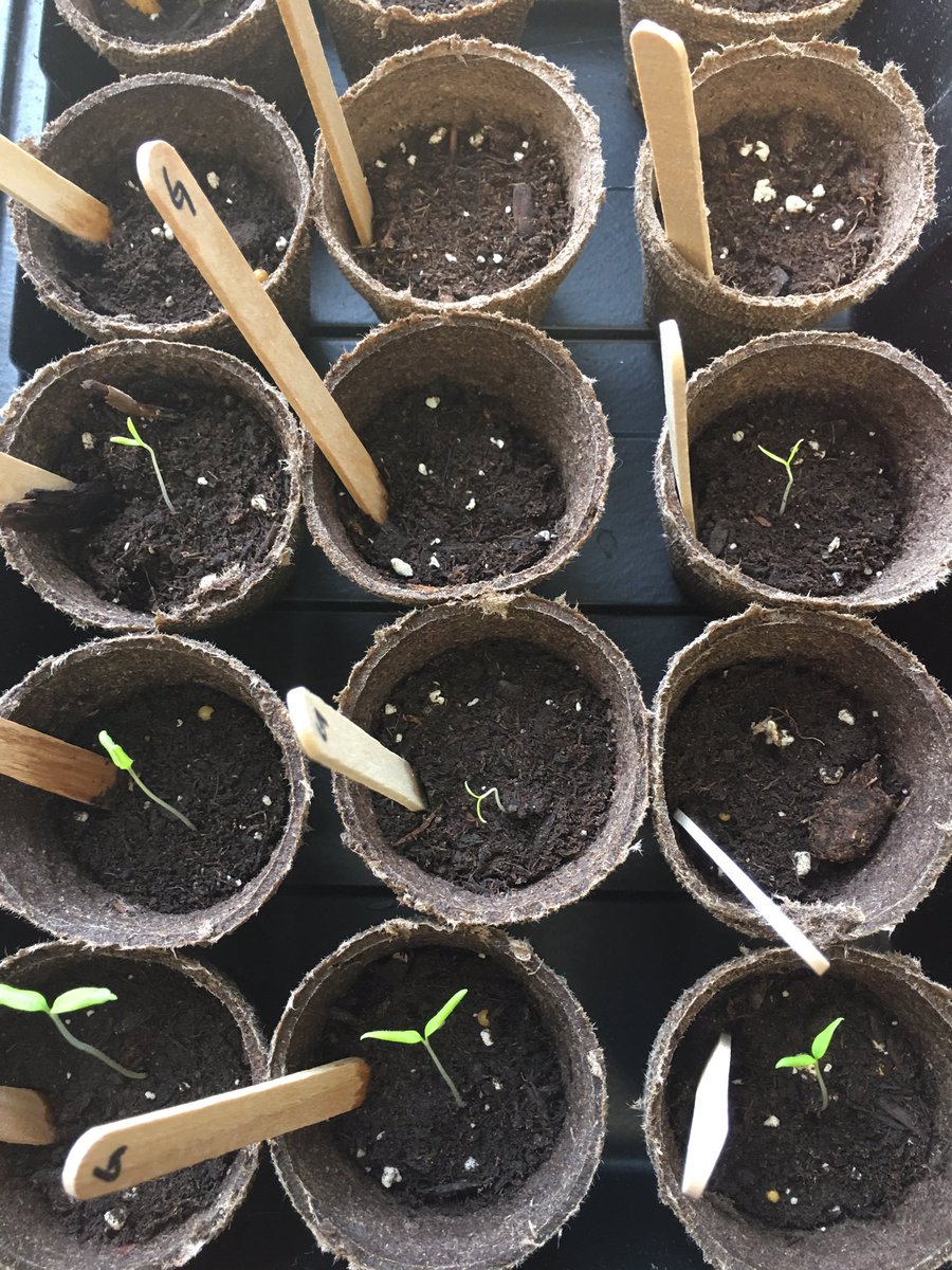 MmeDewellHRCE's tweet photo. Look what's popping up in 3Dewell! #tomatosphere #greenthump #hrsb https://t.co/5A71Lbn64g