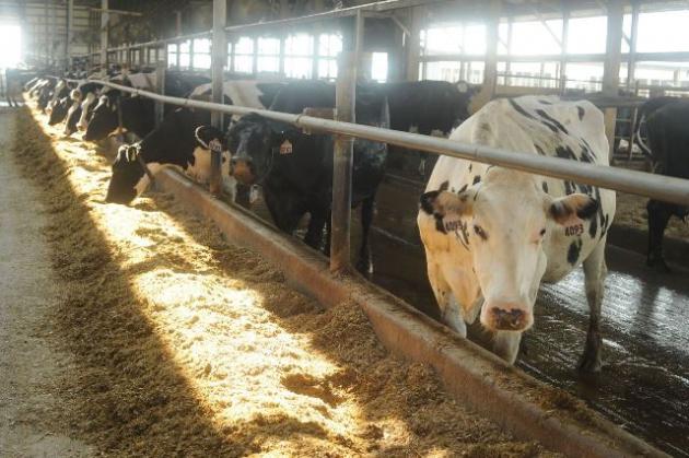 Are you feeding picky eaters? Sorting can lead to big problems. #RecommendedRead today from <a href="/DairyHerd/">DairyHerd Management</a> dairyherd.com/advice-and-tip…