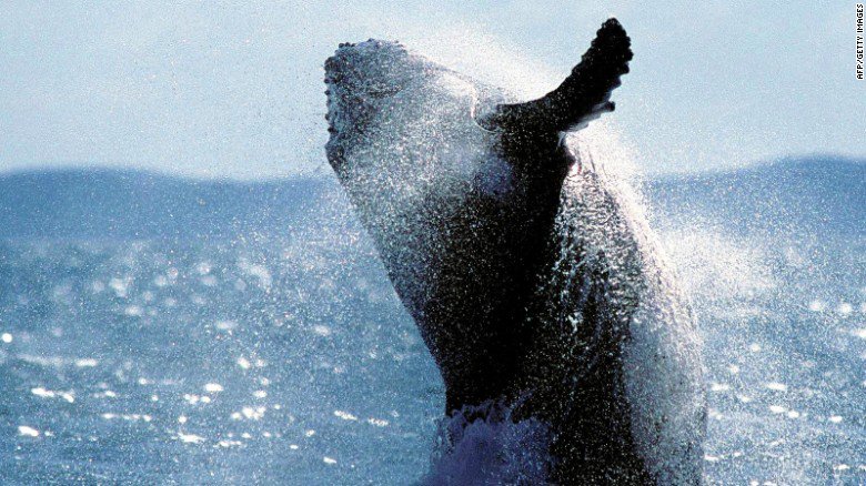 An unusually large number of humpback whales died last year on the US east coast, and... ln.is/11c6i by #CNN via <a href="/c0nvey/">Convey</a>