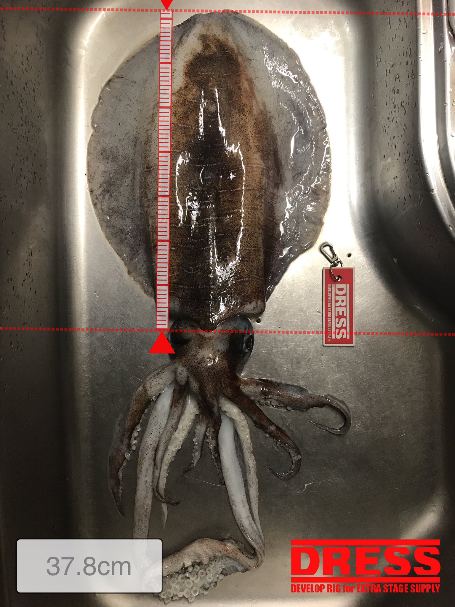 ヤエン 烏賊様師 昨日 和歌山南部の堺漁港長波止に行って来ました アオリイカ ヤエン釣り アタリ全く無い時にライントラブル ラインを直している時にまさかのアタリ ライン途中で切り結び直して ゲット出来たアタリは2 28kg 釣太郎で計ったら ヤエン 烏賊様師 昨日 和歌山南部の堺漁港長波止に行って来ました アオリイカ ヤエン釣り アタリ全く無い時にライントラブル ラインを直している時にまさかのアタリ ライン途中で切り結び直して ゲット出来たアタリは2 28kg 釣太郎で計ったら