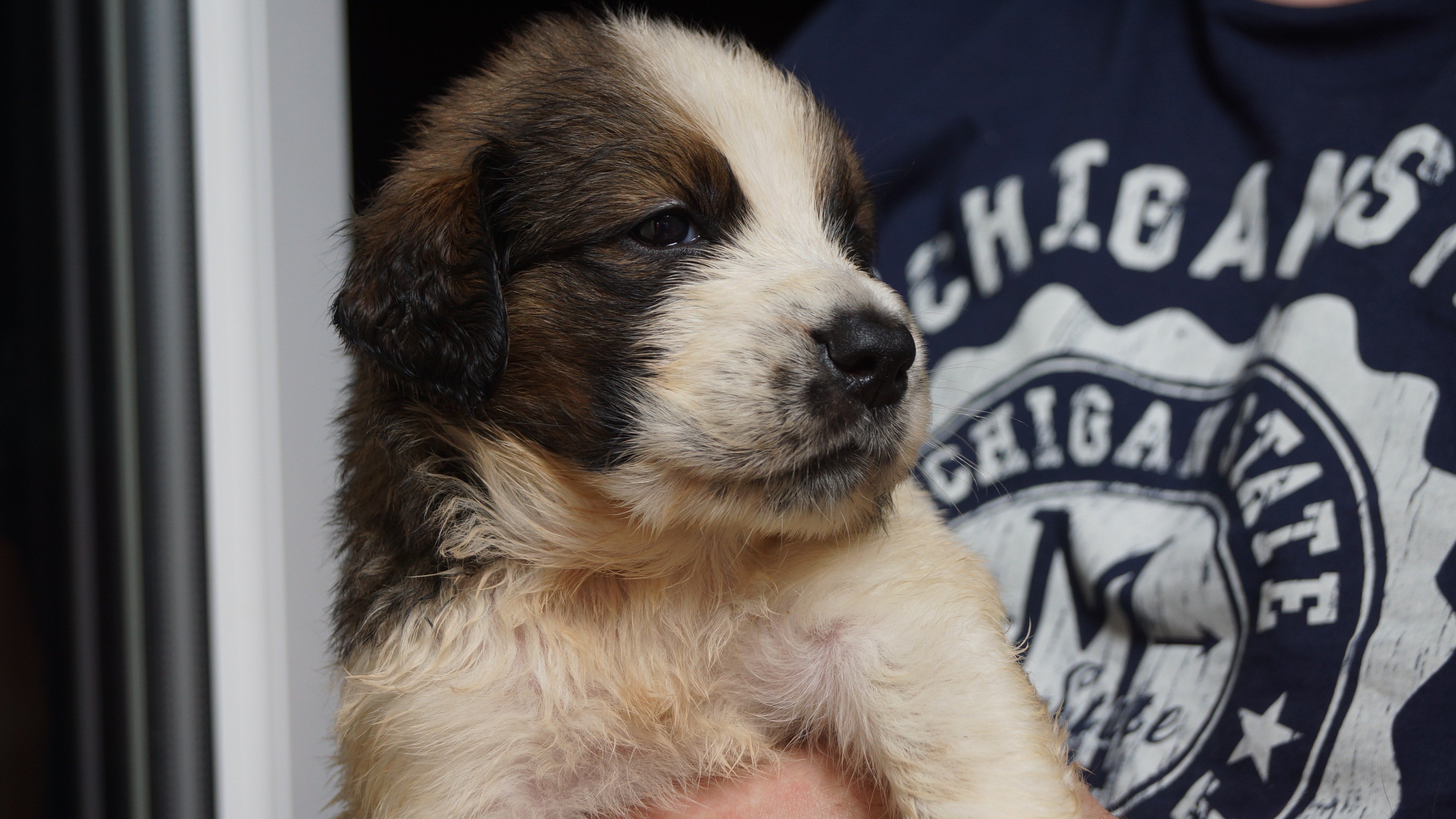 Bernewfie puppies for sale sales