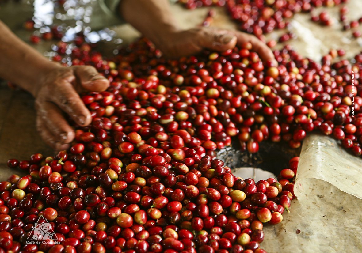 #Sabiasque El fruto del cafeto es conocido también como “drupa”.