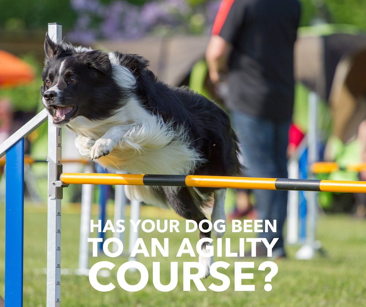 SpaceCoastPets's tweet photo. Happy Friday! Has your dog been to a local agility course? Let us know your experience to be featured in our upcoming blog! #melbournefl https://t.co/aXAFkYXiXe