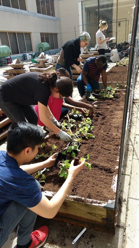 ihsp_mcgill's tweet image. Great day to get outside with our #QEScholars to Explore Urban Gardens &amp;amp; how they make us healthier. Digging fun @mcgillu &amp;amp; @mydawsoncollege
