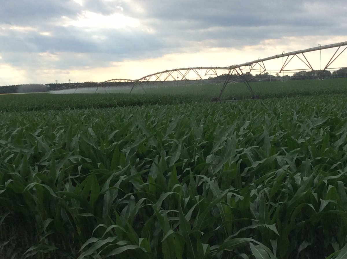 Corn looks amazing in south Georgia thanks to the Marksmen Irrigation Injection system exclusively from Surefire Ag! surefireag.com/product/marksm…