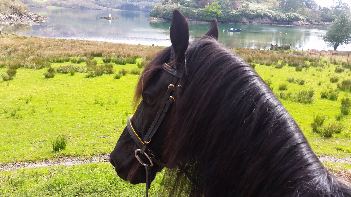 Love living by the Kyles of Bute x So does Raven.