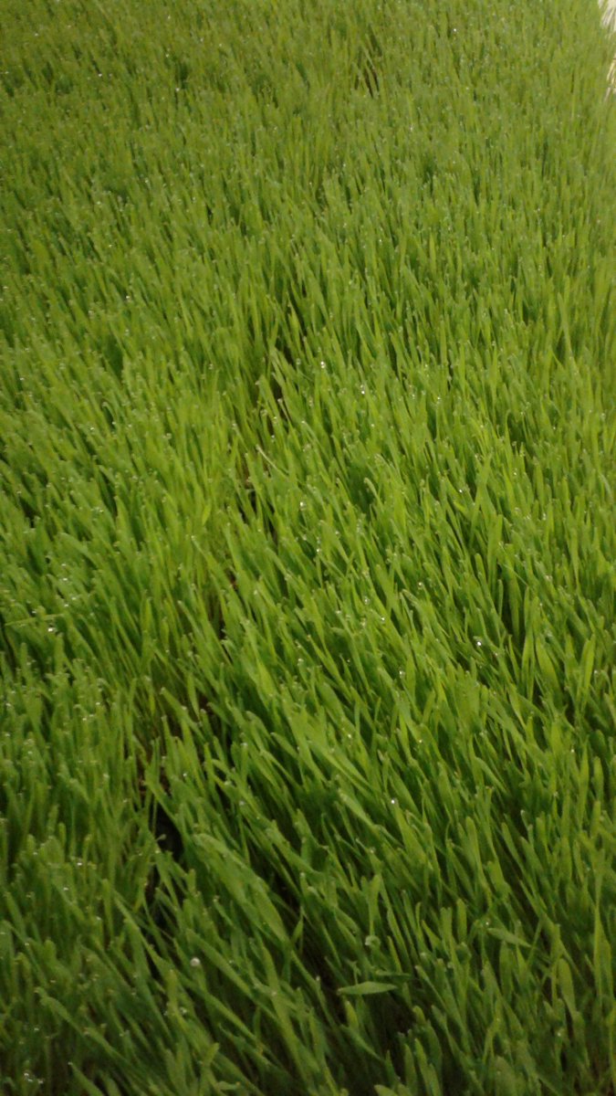 Wheat grass.  Made me think of Walt Whitman's poems.