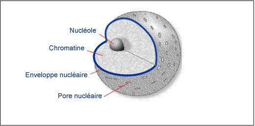 Biofaculte's tweet image. Le noyau cellulaire, composants et rôles