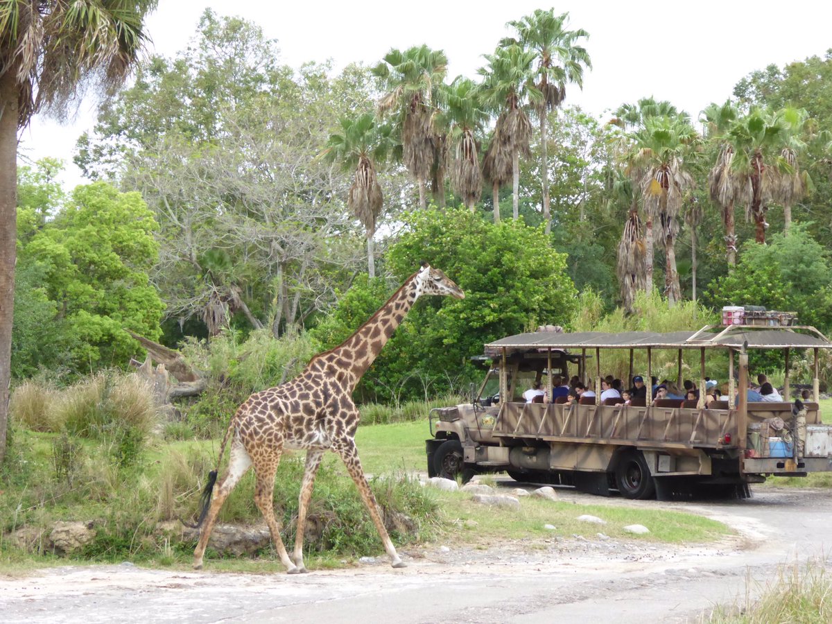 ChristinaCBird's tweet image. Preschoolers &amp;amp; kids of all ages &amp;lt;3 the Safari @DisneyAnimalK! The giraffes are my favorite! #disneykids #TMOMDisney #hstd