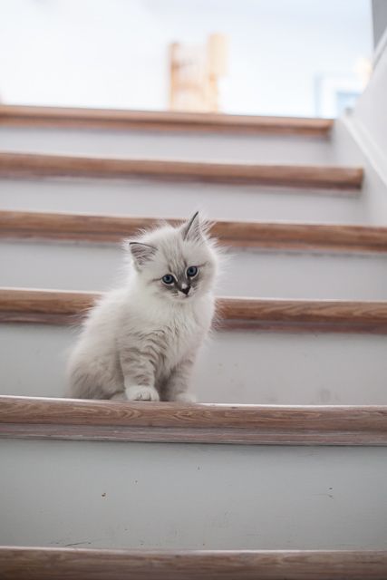 Cute Animal Pics tweet media