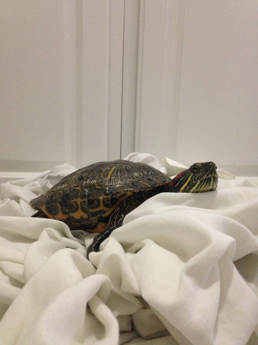 Difficult to wash massage sheets when TurleGirl is settling in for an afternoon nap