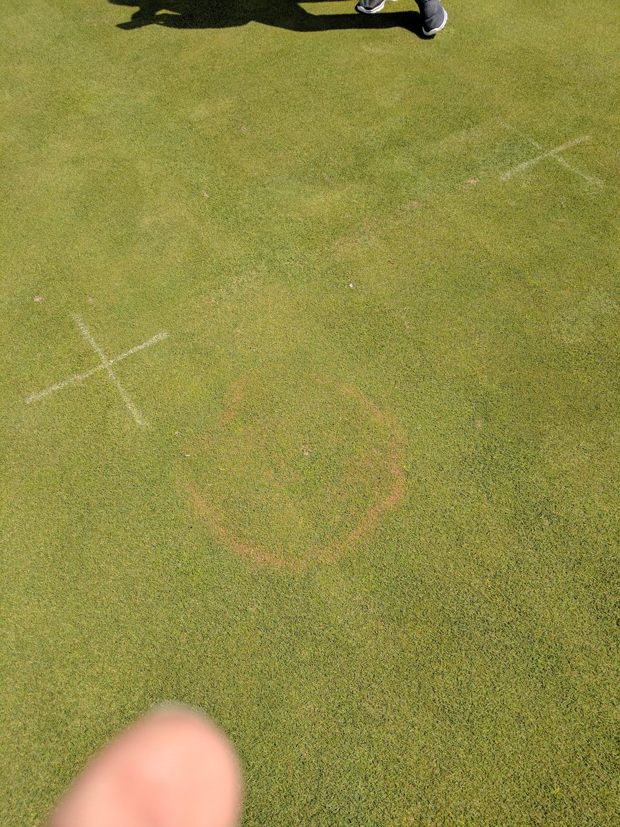 Microdochium patch and Waitea patch are currently active. Be on the lookout
 #diseases