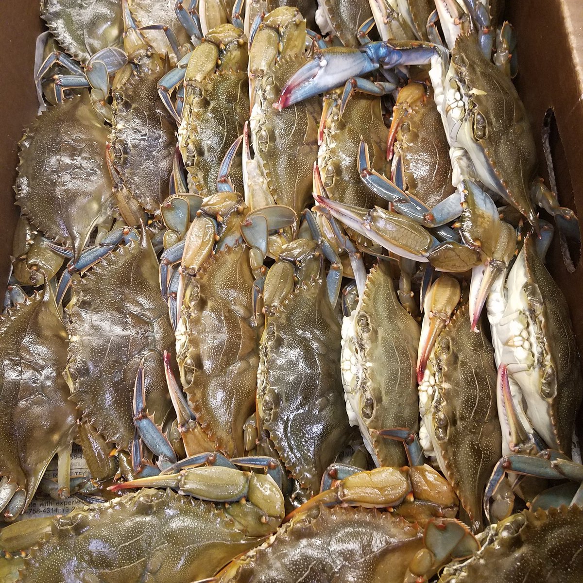 Softshells from Urbanna VA tonight. Will also be on our late night menu.