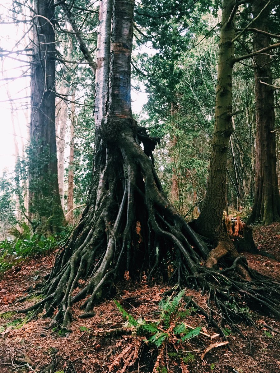mcnamariah8's tweet photo. Happy Tree Day 🌲🌳🌴 https://t.co/MZp9kqPEPE
