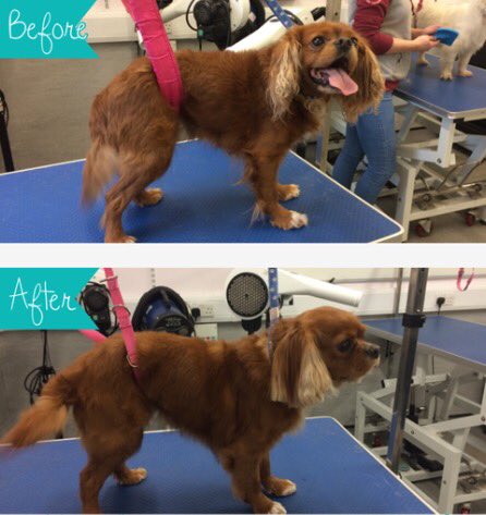 copedogs's tweet image. This beautiful Charlie the King Charles a little trim and wash and blow dry and lots of cuddles 🐾🐶🐾