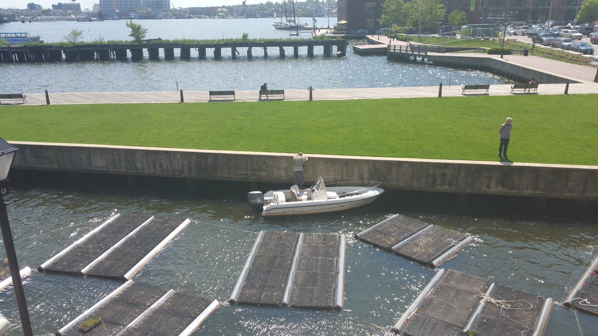 PersistentHedge's tweet image. Installation of Floating Wetlands outside @BrownAdvisory Baltimore office! These provide habitat for marine life &amp;amp; help to clean the water!