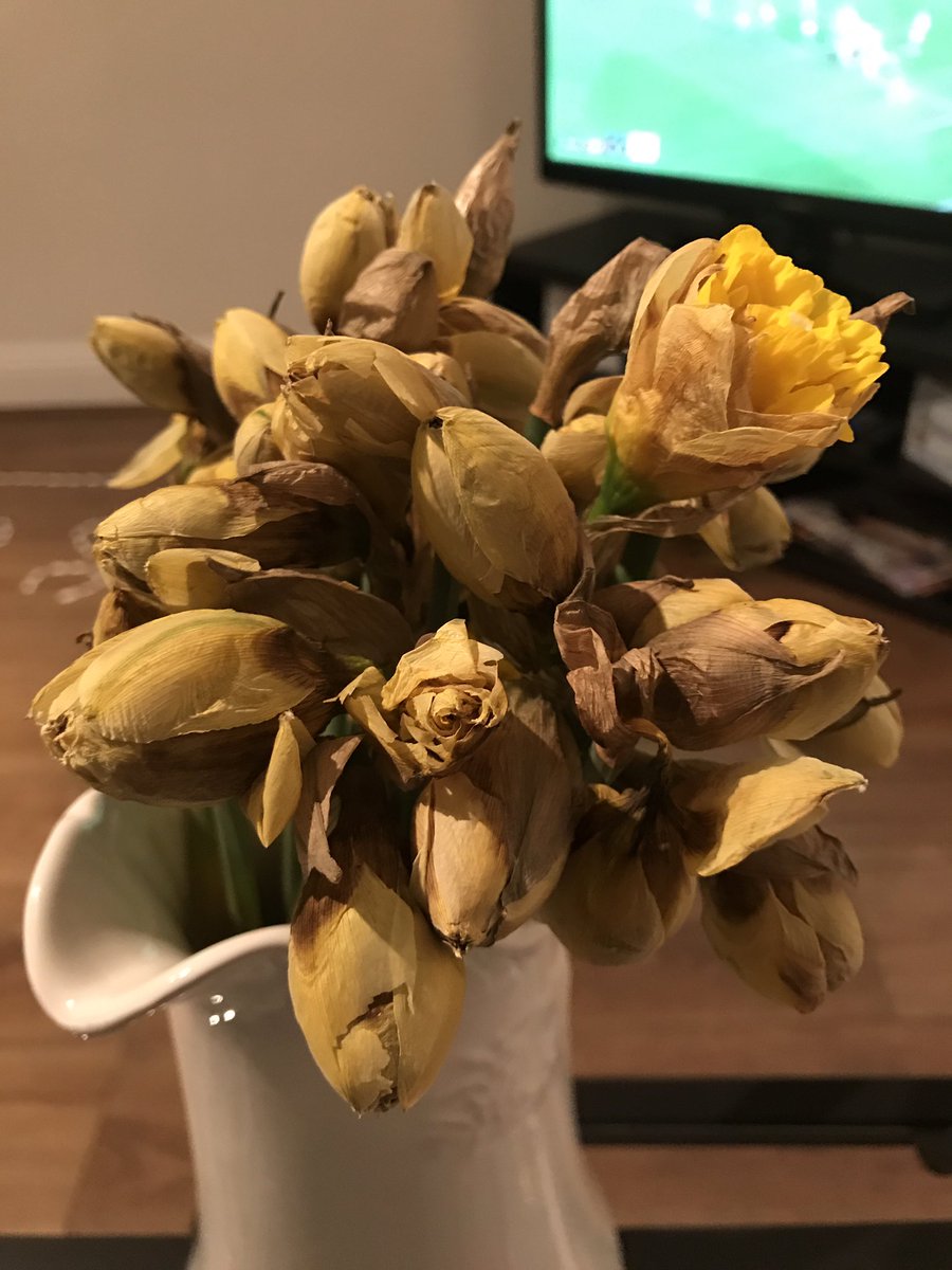 AliceChilds1's tweet image. @coopukfood daffodils still not opened after 5 days in the light! Dry as a bone even though they&apos;ve been in water all week #nospringhere