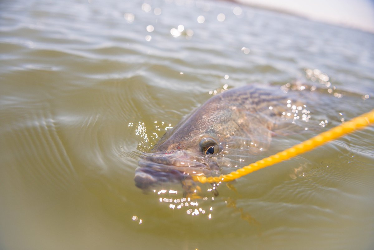 Back on the bite! Here in this sunny 78 degree weather on Long Island's Great South Bay... The Striper Season Only Gets Better From Here