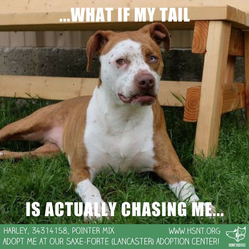 HSNT1's tweet image. #deepdogthoughts

Come meet sweet Harley at our Lancaster location! #muttmemes