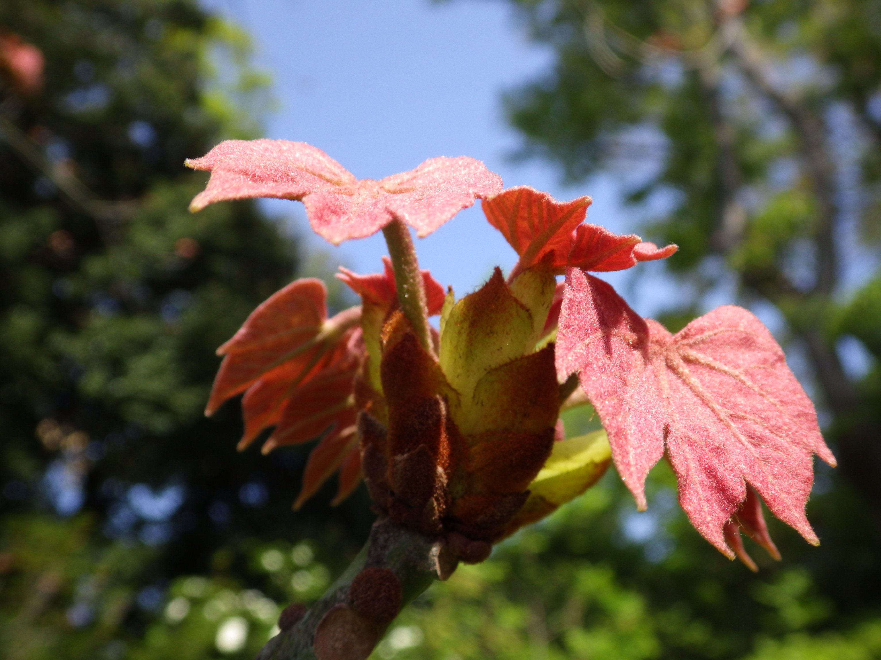 植物多様性センター 神代植物公園 赤いモミジのような葉 何の新芽かわかりますか アオギリです アカメガシワの新芽が赤いのはよく知られていますが アオギリがこんなに赤かったなんて 今まで見過ごしていました ありふれた植物でも観察する時期