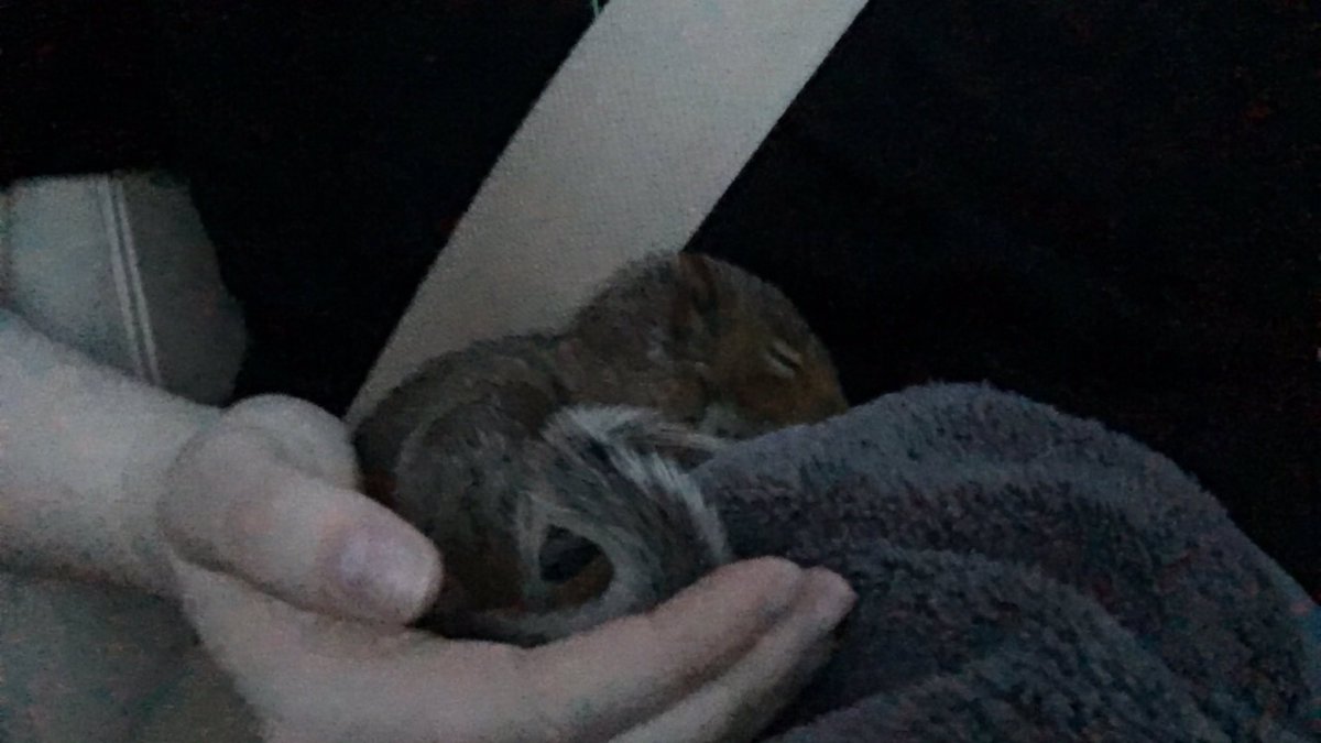 grayooooo's tweet image. im a proud squirrel dad