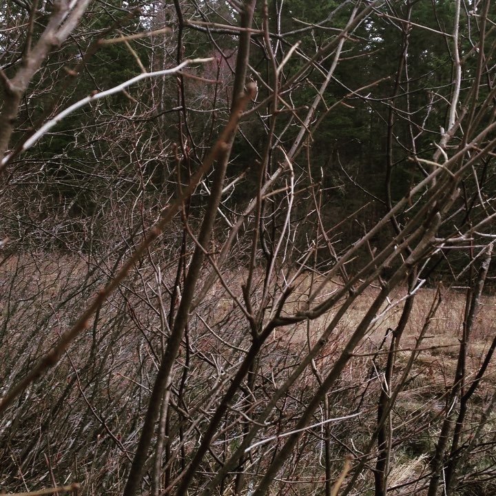 freespiritNS's tweet image. #springpeepers Wow all it took was a couple of warm days! #naturelove #listen #slowdown #appreciatethelittlethings #novascotia #acadianfore…