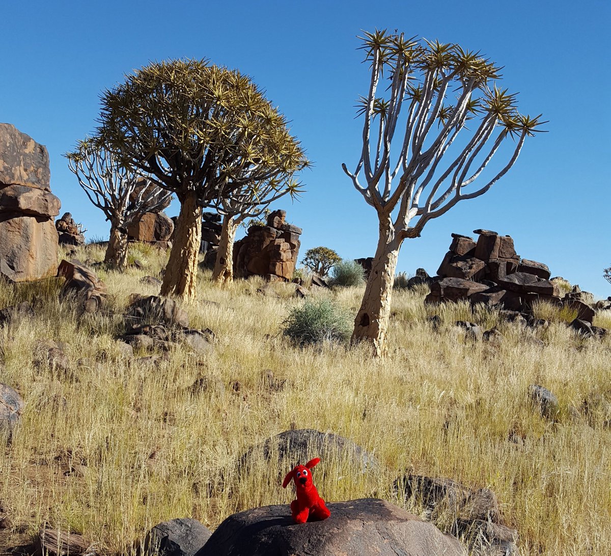 Newport_Library's tweet image. Big reveal! Cliffy&apos;s in NAMIBIA! #WhereIsClifford #LibraryMascot