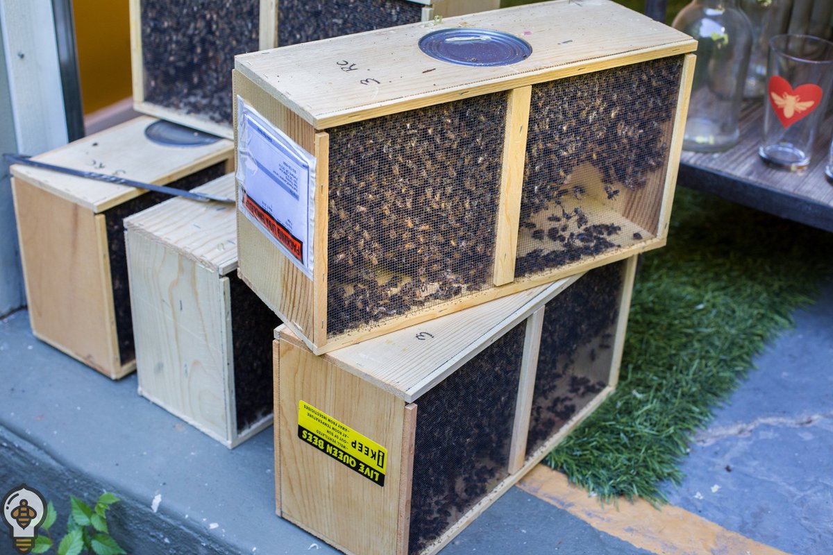 Bee Thinking tweet media