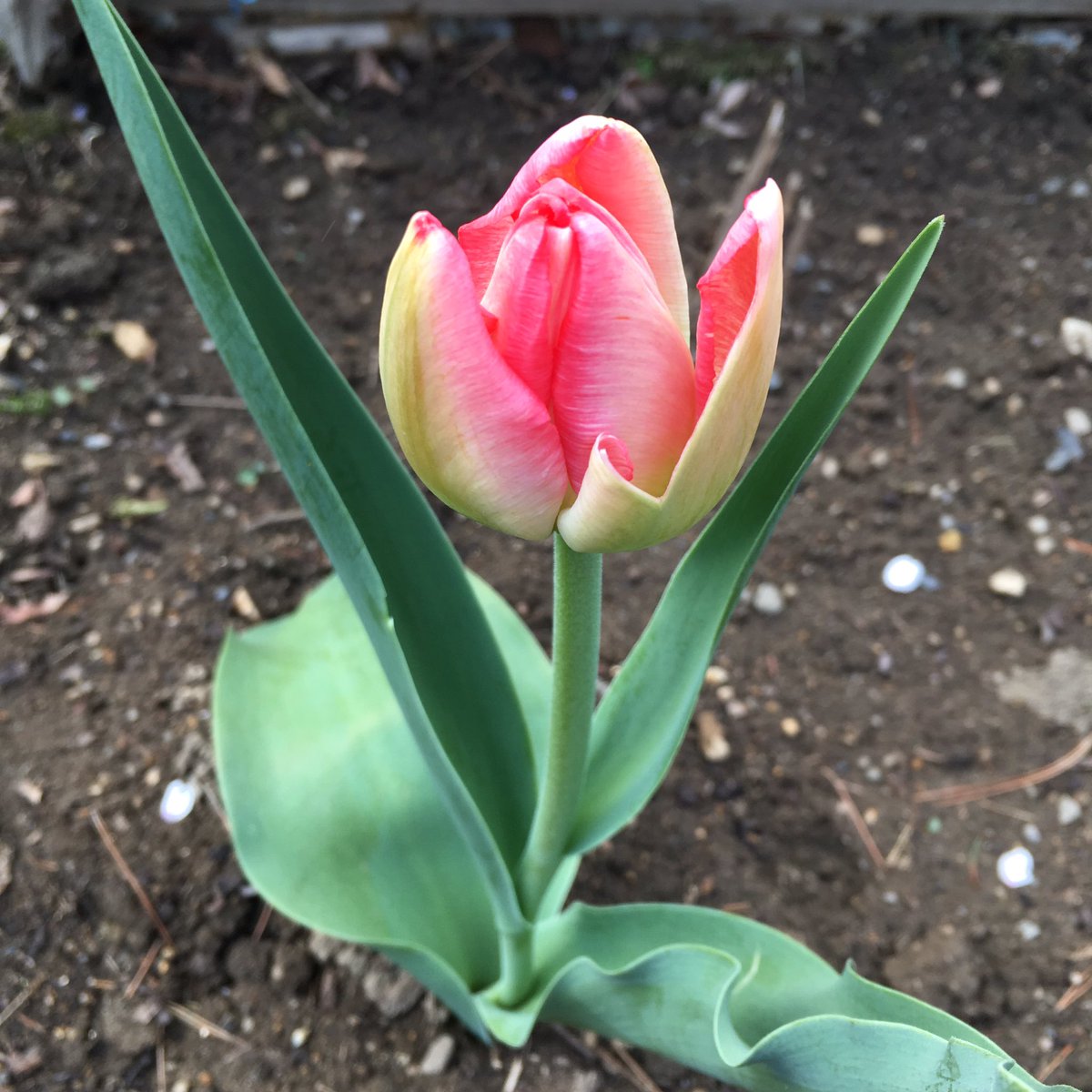 zuzu_planet's tweet photo. とても好きな色味のチューリップが咲きました🌷😍 https://t.co/Hh5ujrYZZx