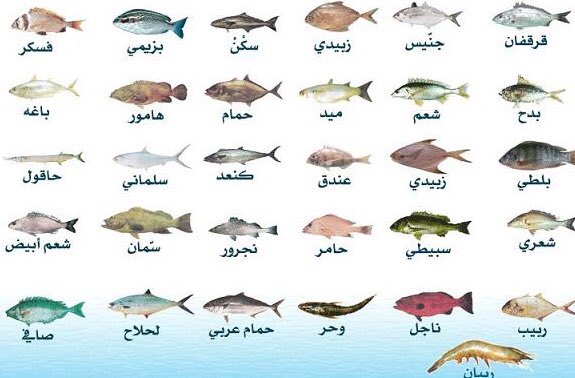 عبدالله شيلوان تويتريسا صيد اسماك البحر الاحمر اسماك جدة ينبع غوص غواصين غطس اعرف انواع الاسماك جيدا
