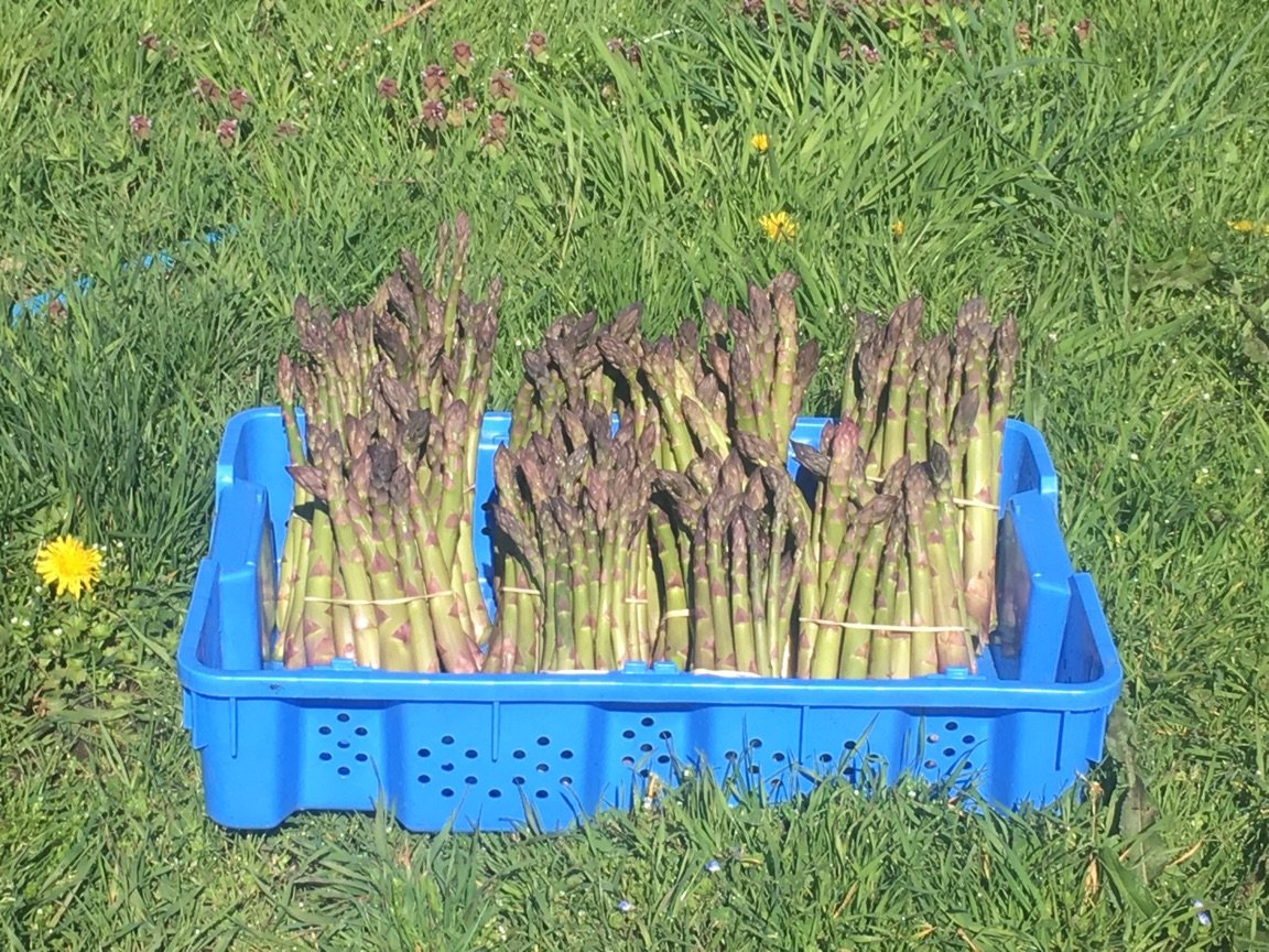 Lots of #asparagus from our farm on the new menu launching now at #10acresbistro!  #springfresh #yyjeats #explorevictoria