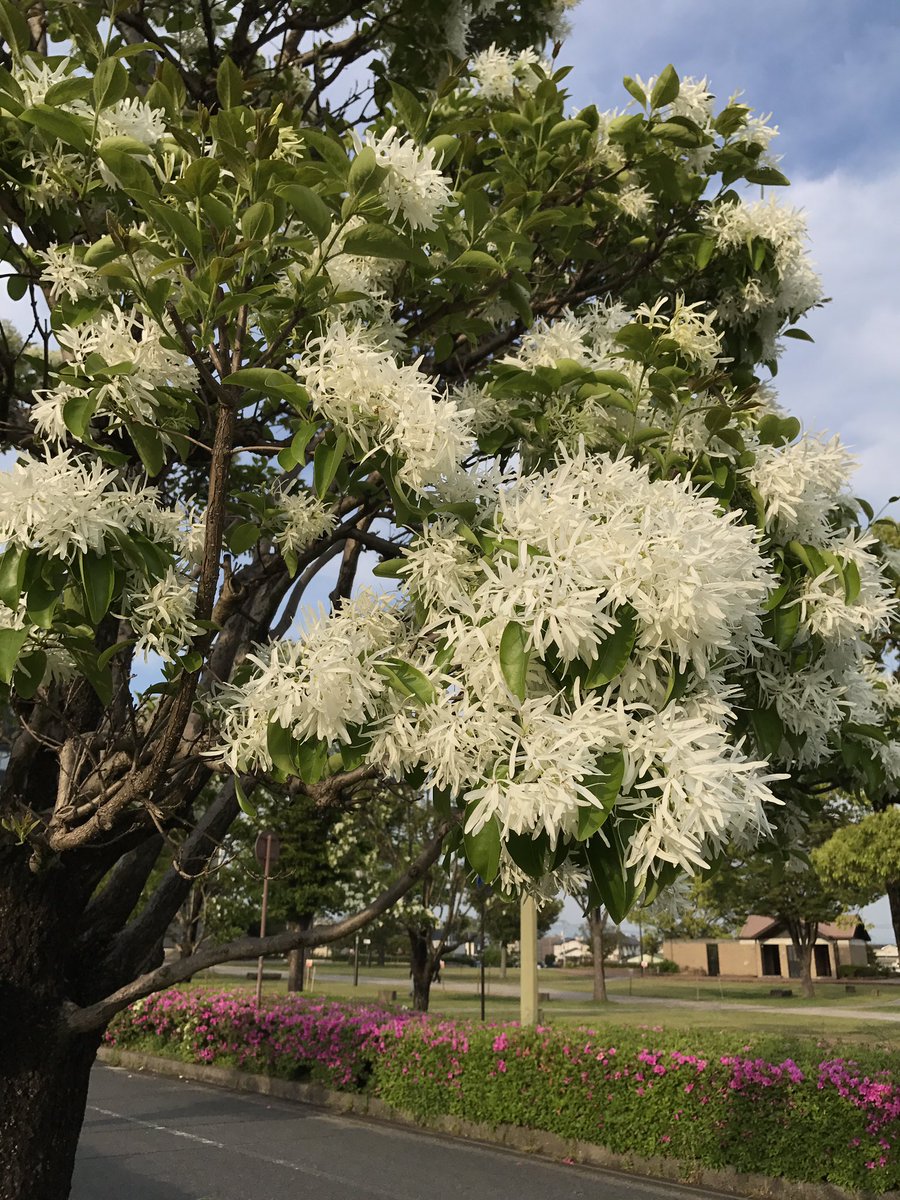 鳥栖観光コンベンション協会 Auf Twitter とす花紀行 サガン鳥栖のホームスタジアム ベストアメニティスタジアムとサンメッセ鳥栖周辺の街路樹のナンジャモンジャ ヒトツバタゴ の白い花が見ごろです 国内では限られた地域 長崎県対馬市など に自生する樹木