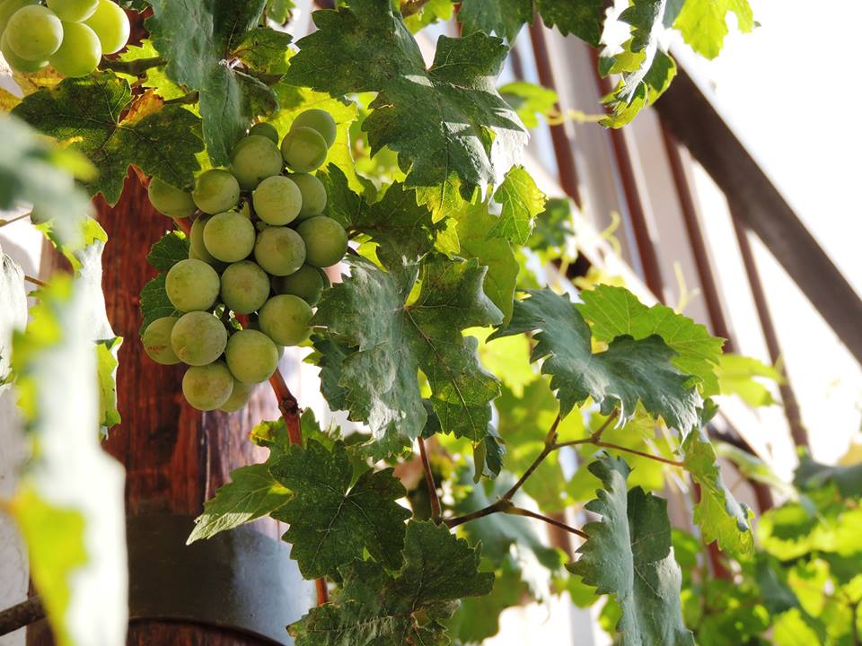 Vinos de altura - <a href="/winefestmx/">WINEFEST</a> buff.ly/2oRAHk1