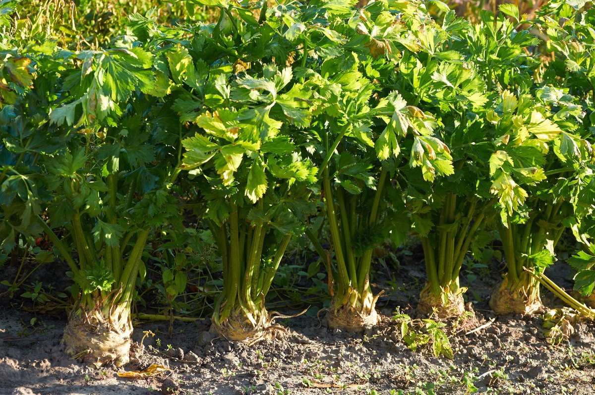 Celeriac is back in season! As soon as the weather turns a little cooler this funny looking vegetable starts to shine.
