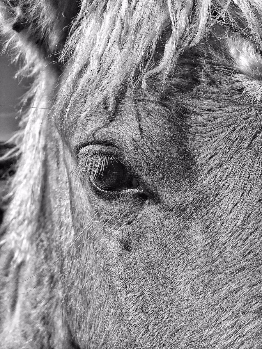 1angharad_rees's tweet image. Came across a set of twin goals in the Hunter Valley - so beautiful 😍 
#ponyhour #ponychat #naturephotography