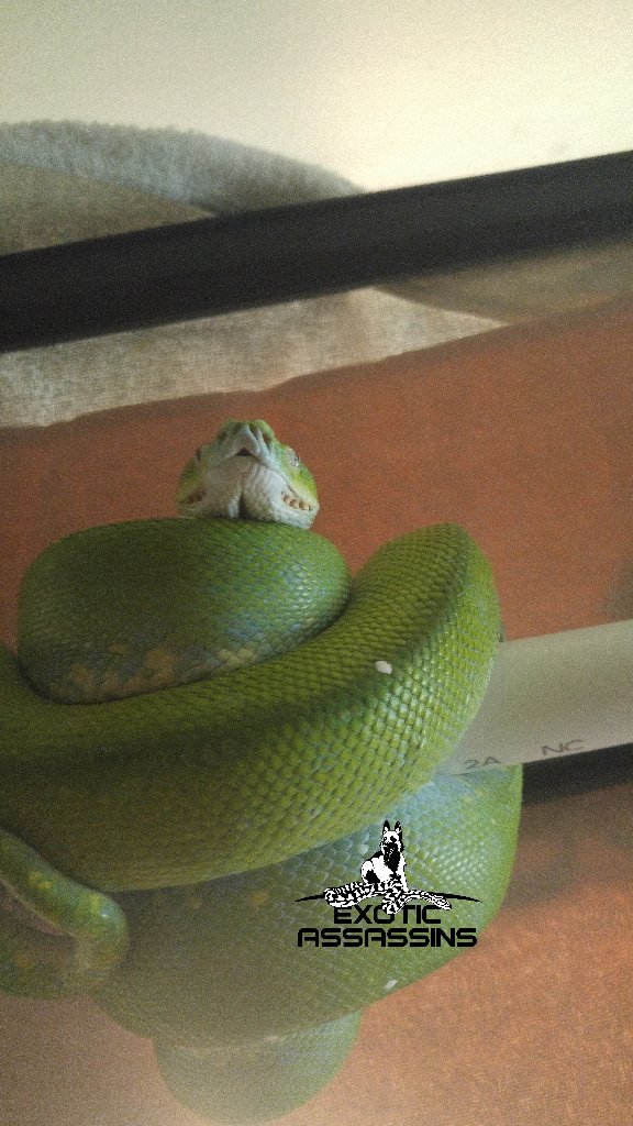 mdwii23's tweet photo. Green Tree Python #ExoticAssassins #gtp #greentreepython #morelia #python #snake #beautiful #aru https://t.co/4qNVJU2nPI