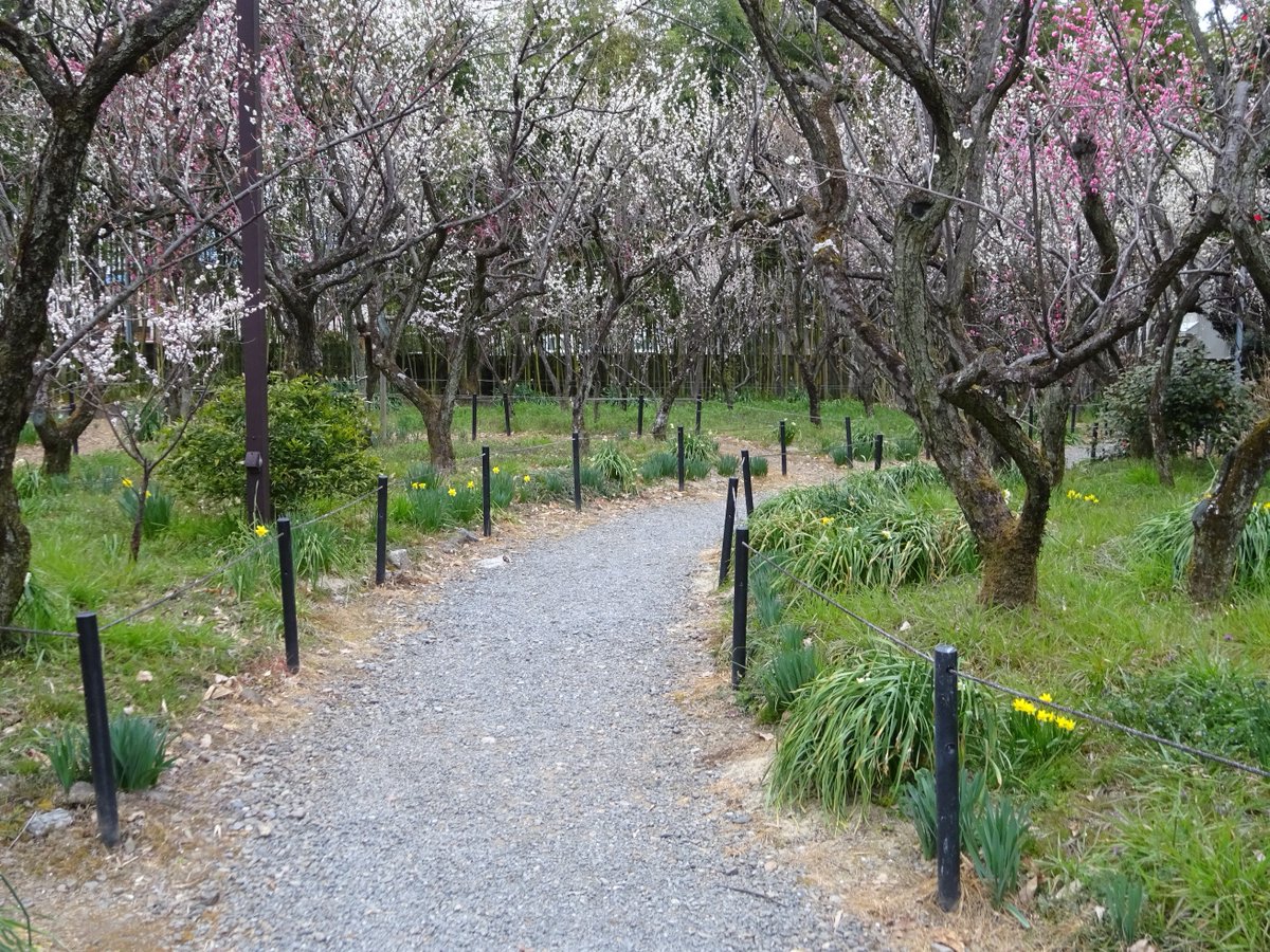unvisited_kyoto's tweet image. 紅白の織りなす空間
位置: goo.gl/AmY92T 梅宮大社
#京都観光 #京都旅行 #京都 #KYOTOGRAPHIE