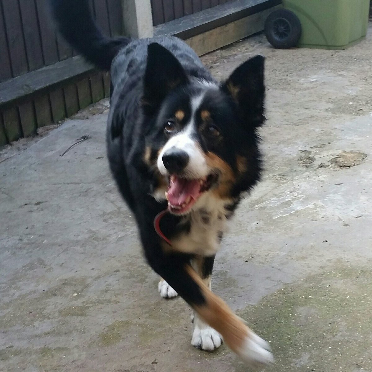 Kals_story's tweet image. My #Satisfyinglytasty  @Fish4Dogs     starts my Saturday with a #springinmystep enjoy your day